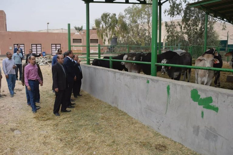 نصف مليون جنيه لشراء عجول الأضاحي لمزرعة جامعة سوهاج