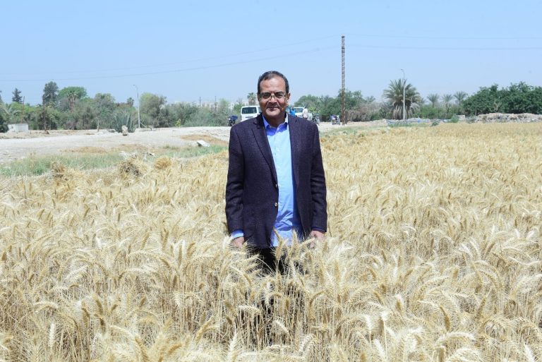 *رئيس جامعة سوهاج يشهد بدء موسم حصاد القمح بمزرعة الكوثر على مساحة ٤٢ فدان